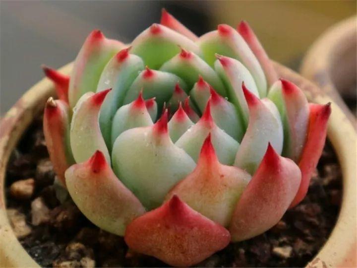 100种常见多肉的养法图片大全,60种好度夏的多肉植物