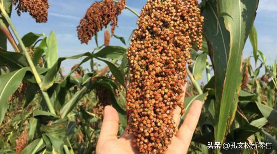 泸州老窖高粱熟了酒质怎么样,泸州老窖38度高粱熟了价格