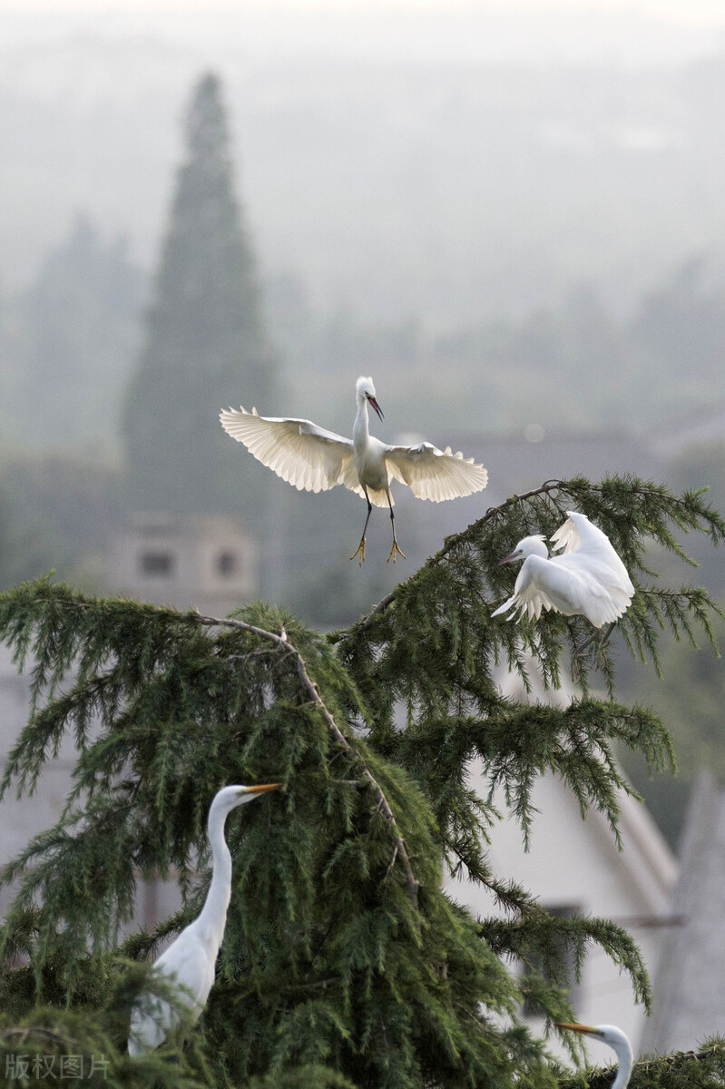 苏大强江苏版图,苏大强在南京的发展