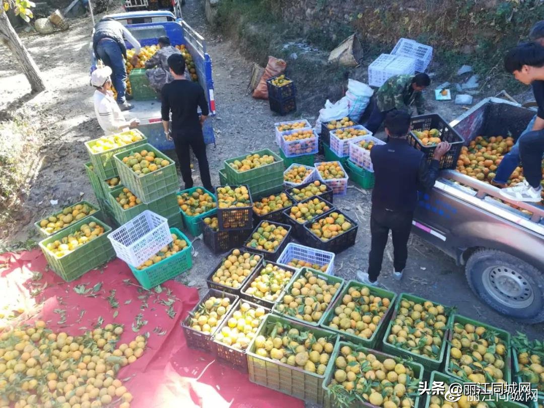 人大代表赵焕东力作奉科农产品的“搬运工”