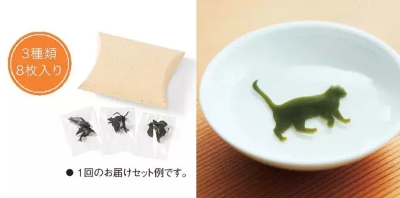 360度“云吸猫”？日本这家猫咪商店简直爱了