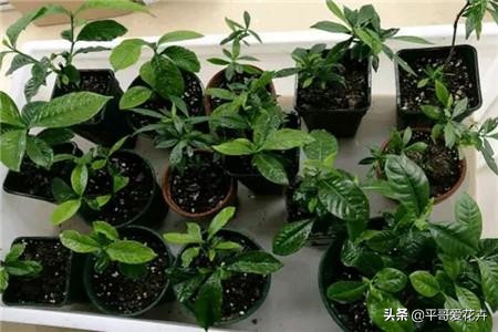 虎皮兰扦插生根最快方法图片,虎皮兰叶子扦插方法和注意事项