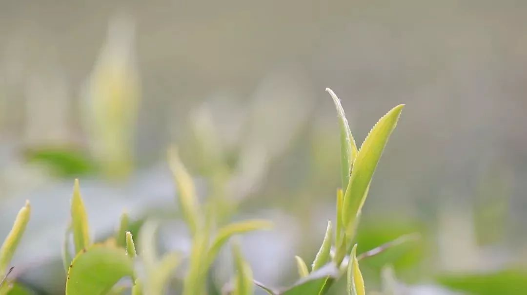 一定要记住在春天可以常喝些春茶,冬天喝春茶有什么好处