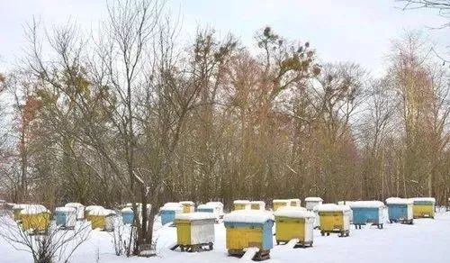 如何让蜜蜂安全度夏,如何让蜜蜂安全过冬