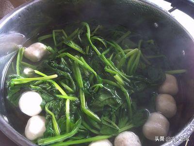 河南豫北地区种植菠菜的最佳时间,现在4月份菠菜怎么种植视频教程