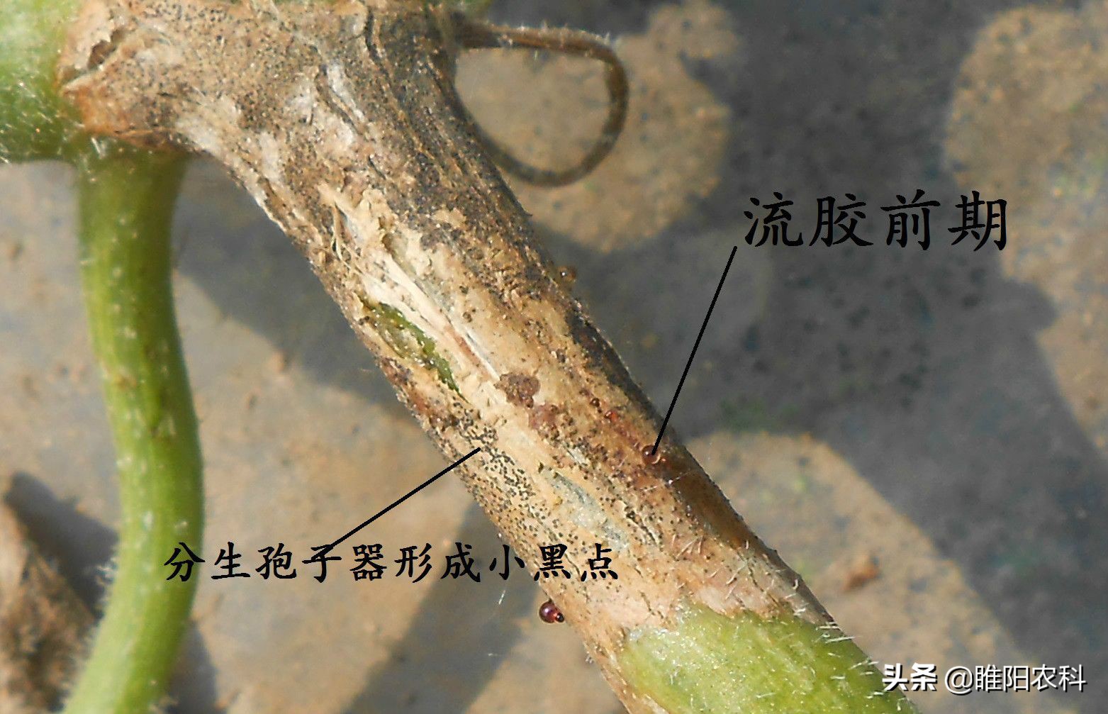 苯醚甲环唑对西瓜蔓枯病有效吗,西瓜蔓枯病最有效的防治方法