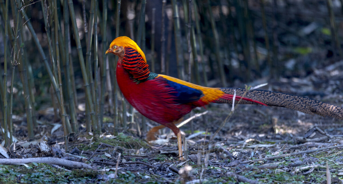 95岁老猎户，下得一手好套子，有跳套有地套，专套兔子和野鸡