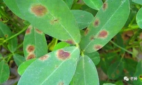 花生高产栽培技术视频,种花生到收花生的所有过程