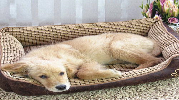 如何有效的治理跳蚤,教你6招彻底消灭跳蚤