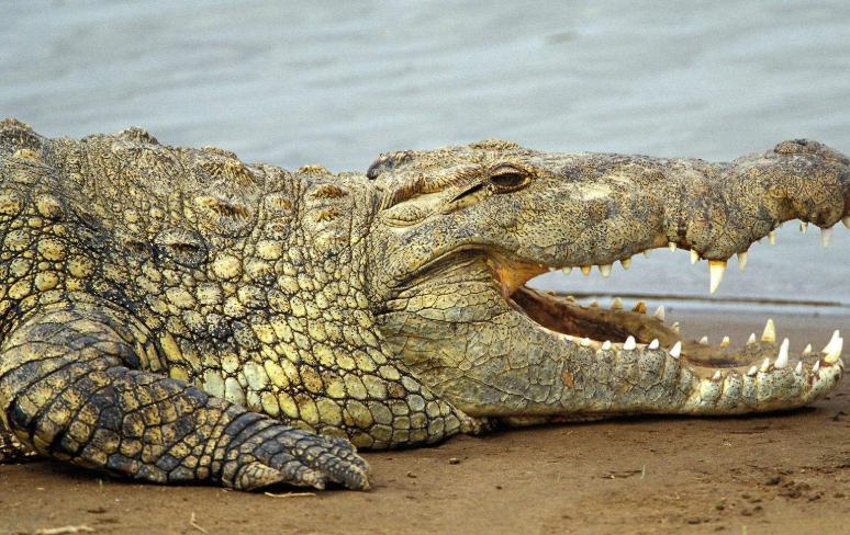 生男还是生女由什么决定,生男生女由谁决定性别