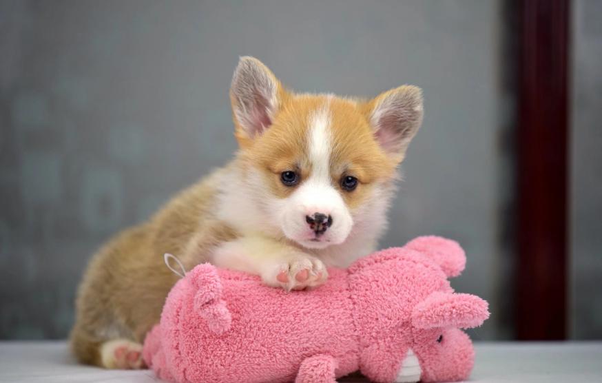 母狗下崽咬死小狗,母狗为什么咬死小狗