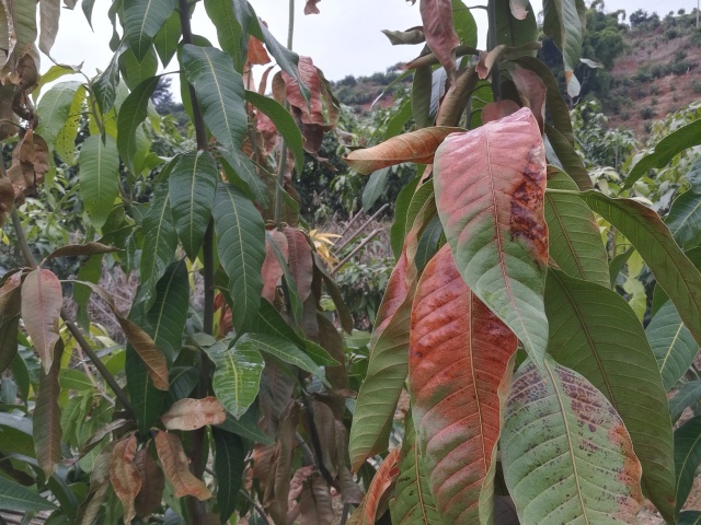芒果流胶病怎么治疗,芒果流胶病防治措施
