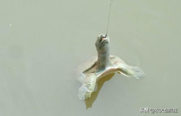 钓甲鱼方法和绝招水库钓甲鱼,自家甲鱼塘钓甲鱼方法和绝招