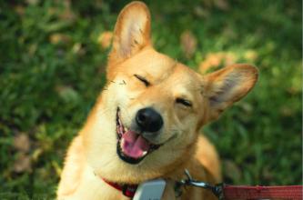 有哪些办法让狗狗开心一点,怎样才能让狗狗开心