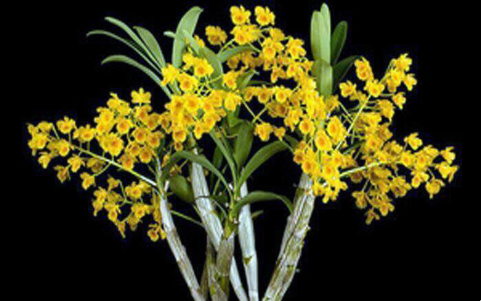 大自然石斛花,哪种石斛花好看又好吃