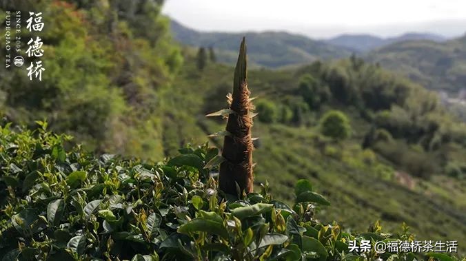 永春佛手春茶,永春佛手茶叶产区