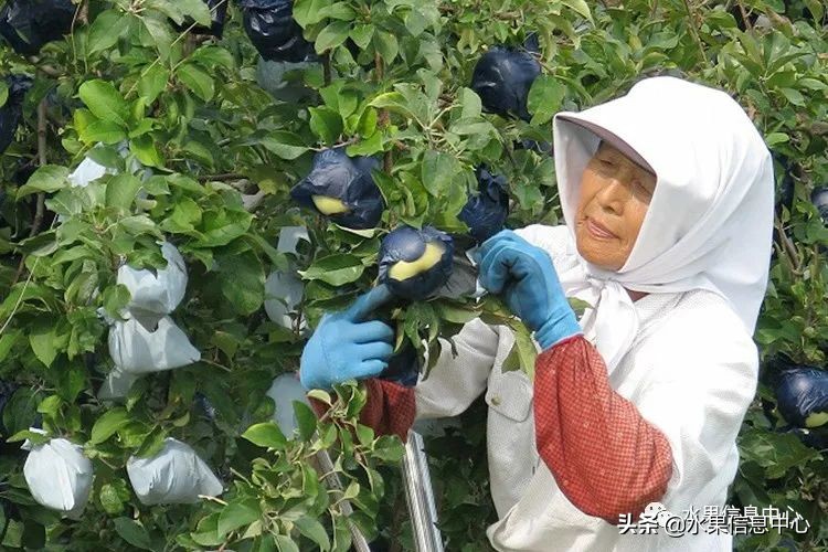日本苹果种植现状,为什么日本苹果质量比中国的好