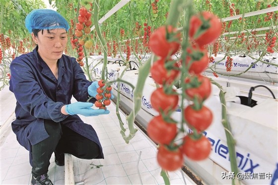 番茄小镇扶沟,番茄小镇西红柿果实