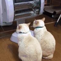 南方养猫跟北方养猫什么区别,北方养猫为什么比南方好