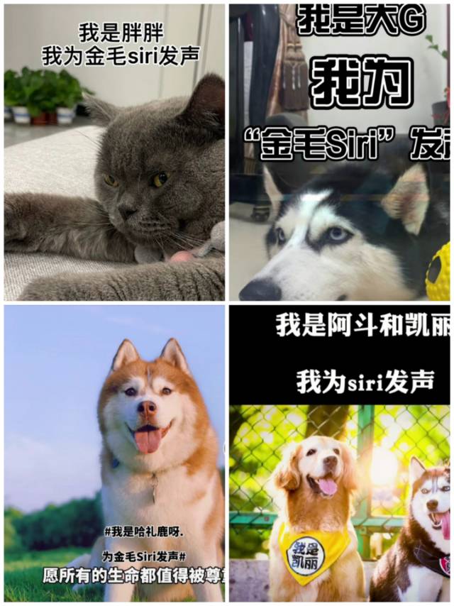 为金毛siry发声，希望所有毛孩子被温柔以待
