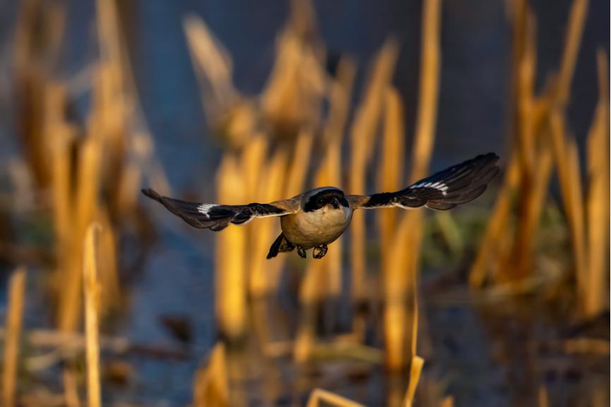 佳能拍鸟最佳镜头,佳能r5有鸟眼跟踪对焦吗