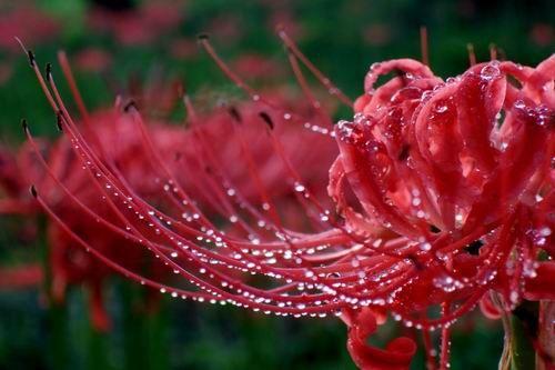 漂亮的彼岸花的养殖方法,美丽而忧伤的彼岸花