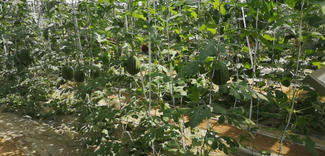 昌乐西瓜之乡,昌乐西瓜什么时候好