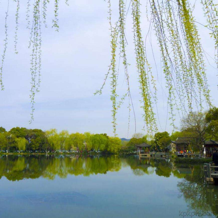 野草诗社全集视频,野草诗社简介