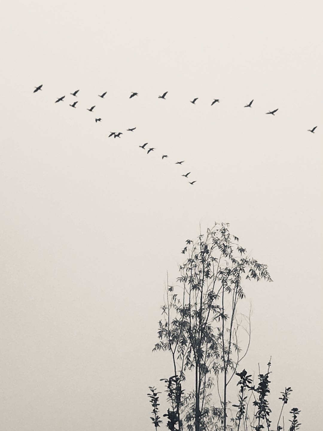 最美古文短篇100篇,一生必背10篇著名古文小学生