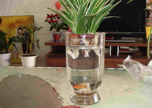 水培吊兰怎么养长得好,水培吊兰怎么养长得好快