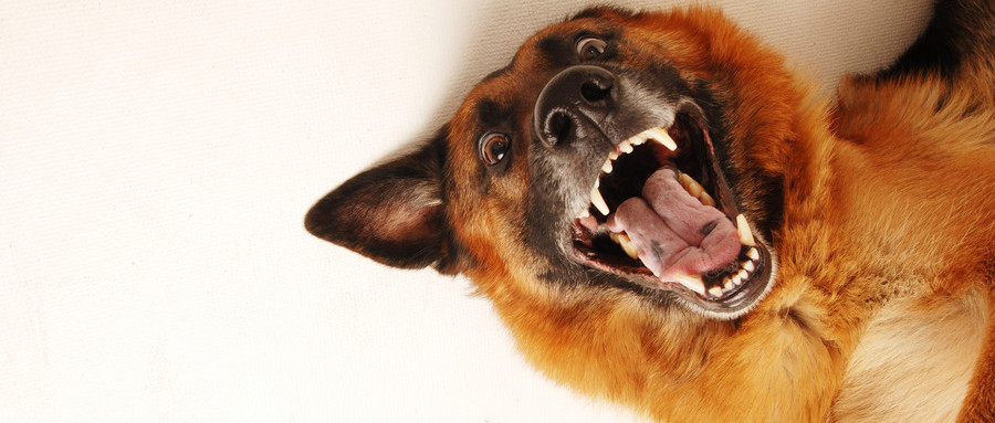 被狗舔了破皮的伤口要不要打疫苗,狗舔了轻微破皮的伤口多久打疫苗