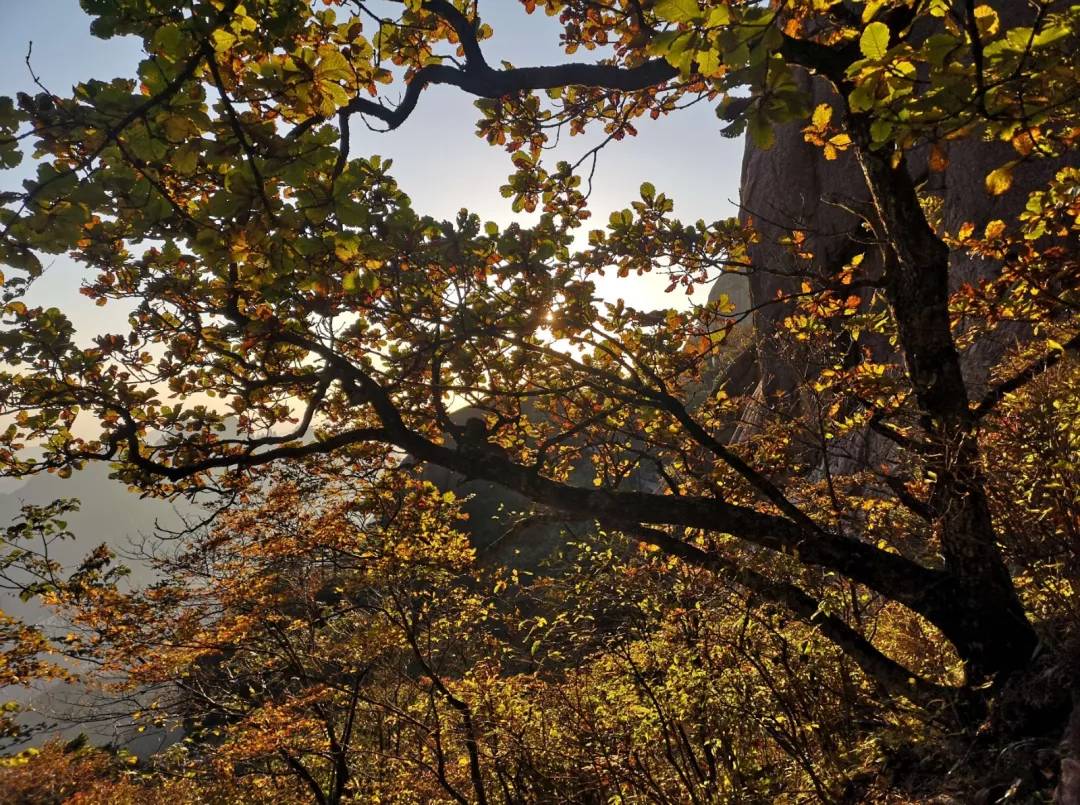 秋至黄山：当秋光与山色齐放