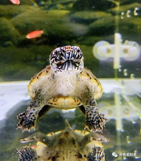 怎么培养龟的雄性,12公分的北美龟不凶怎么弄