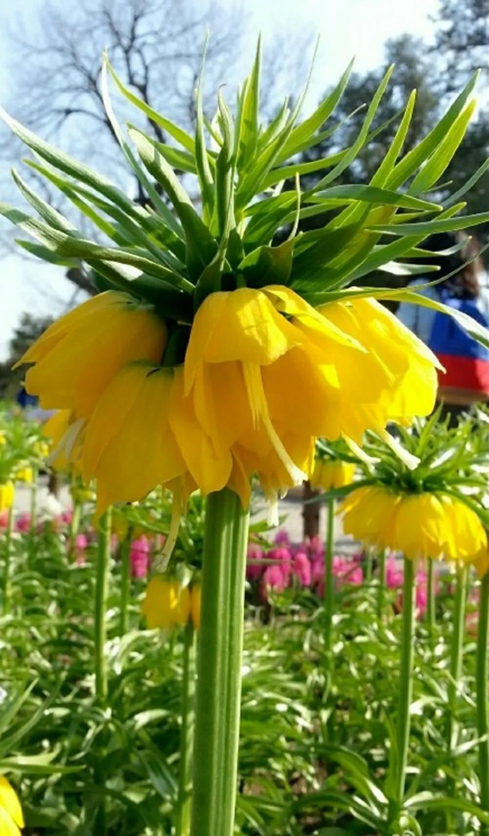 奇葩造型花:头上长草,心中有鬼,白月光。白天不开你非要晚上开