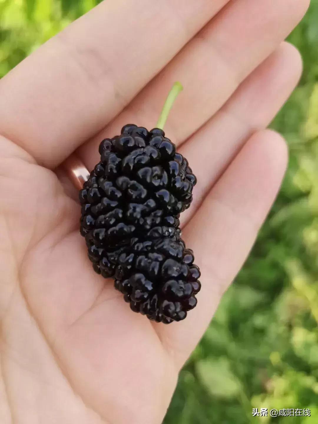 咸阳人:周末,到兴平摘桑葚走!