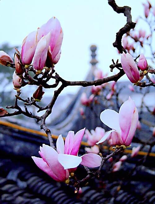 望春玉兰花盛开,造型望春玉兰