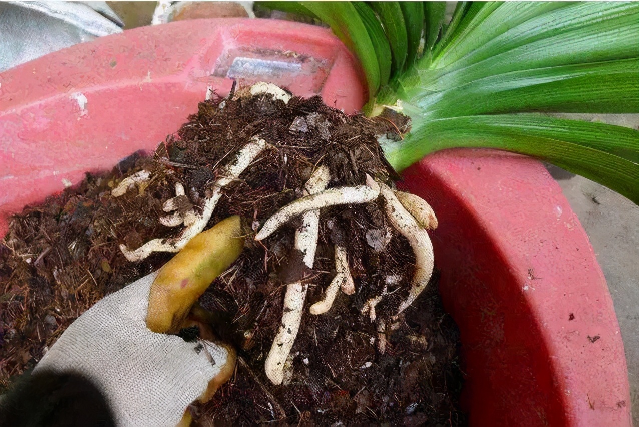 花市买花最忌讳什么,花市买花的寓意