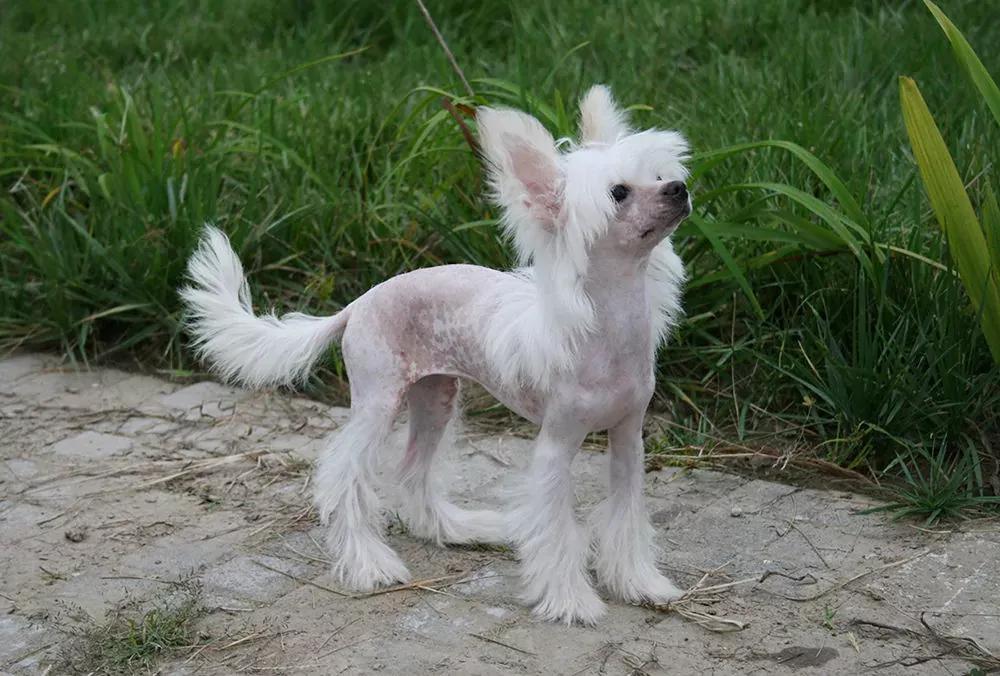 哪些狗狗适合新手养小型犬,最适合新手养的狗狗