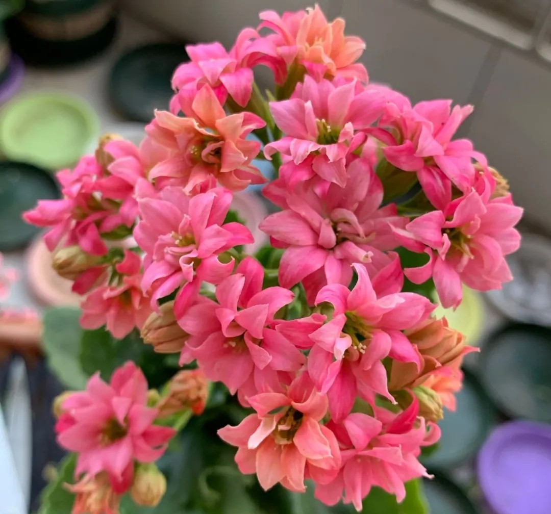 长寿花单瓣品种大全,长寿花100种颜色图片