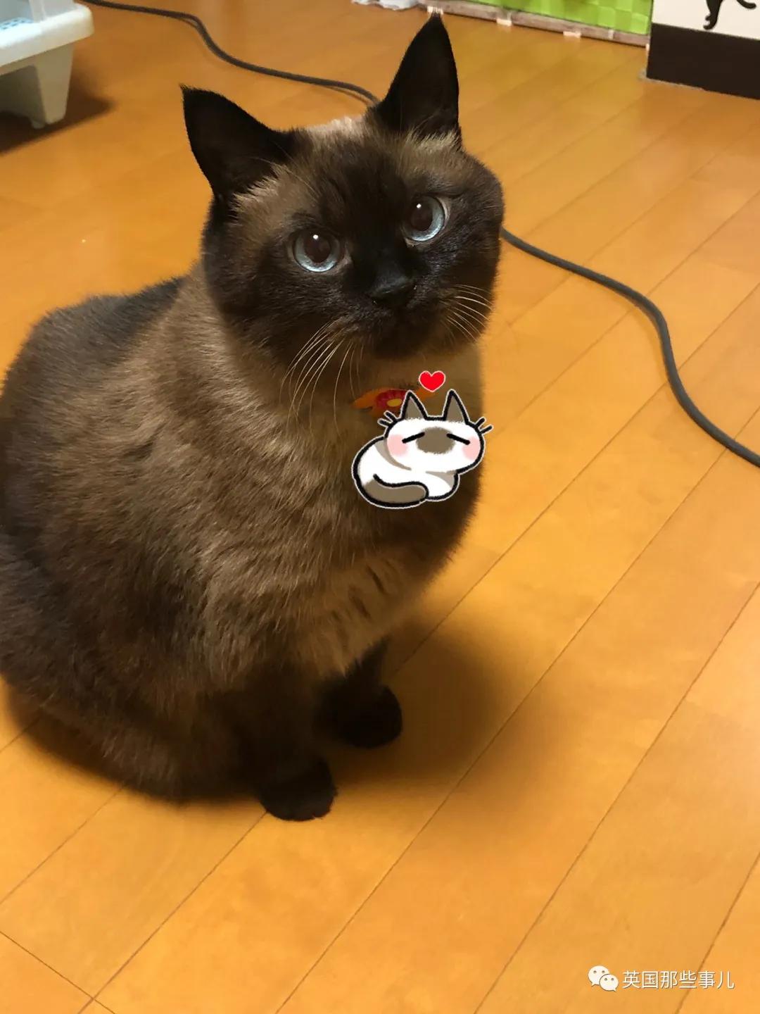 养暹罗猫会得什么病吗,养暹罗猫就像开盲盒