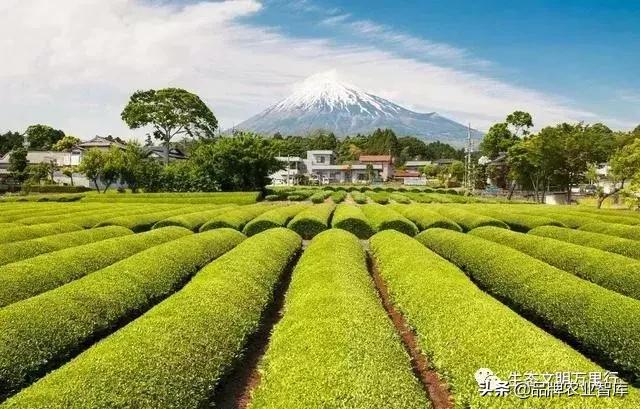 变态的日本农业：敬畏自然、超前思维、死磕单品！