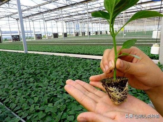 果树蔬菜生根壮根配方,见效快,扎根稳,不伤根,7天根深叶茂