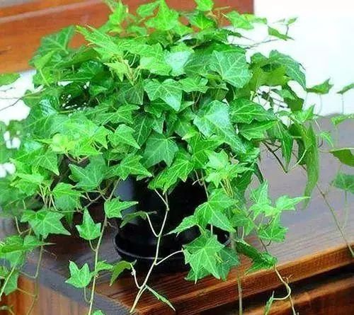 吸甲醛的植物花排名,吸收甲醛最佳的十种植物排行榜