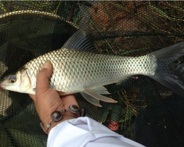 钓土鲮的正确方法与技巧,土鲮垂钓技巧及调漂