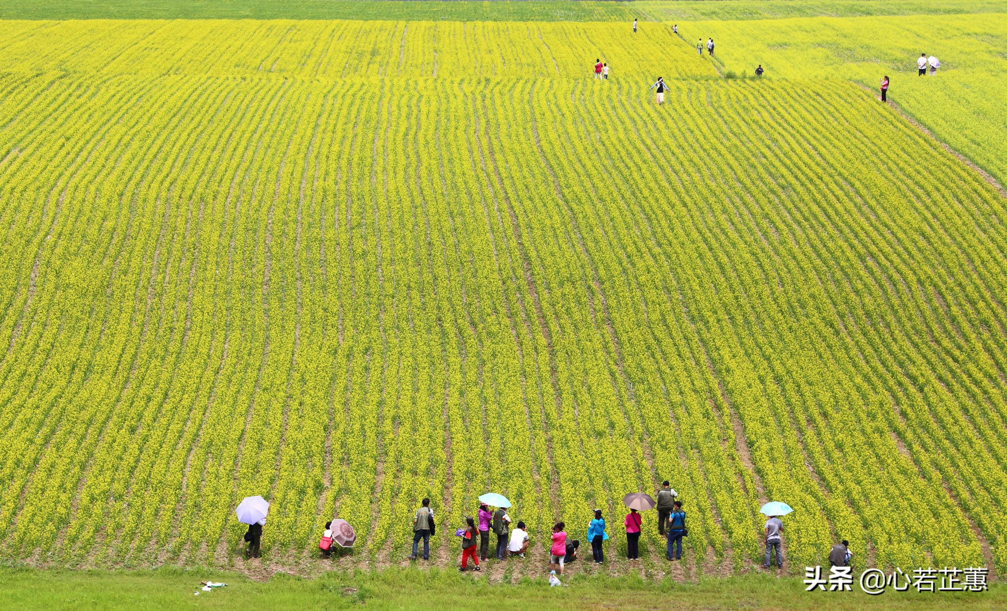油菜花一片片的像什么,梯田油菜花和平原油菜花