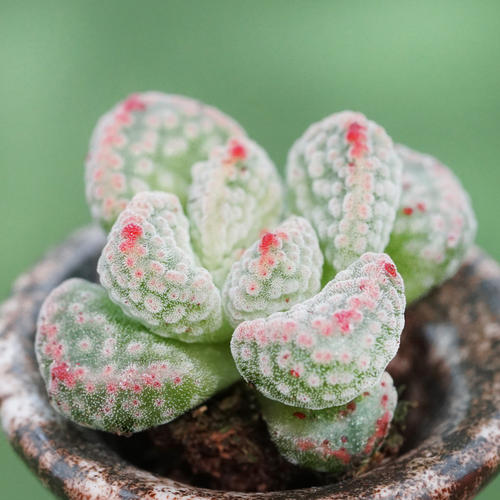 100种常见多肉植物图鉴收藏,1000种多肉植物图鉴及名字