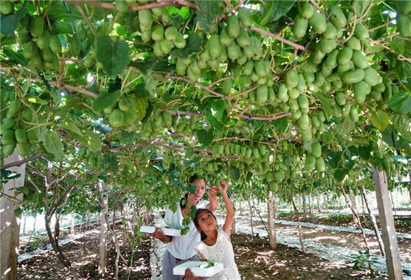 新品种速生软枣猕猴桃,果树软枣猕猴桃