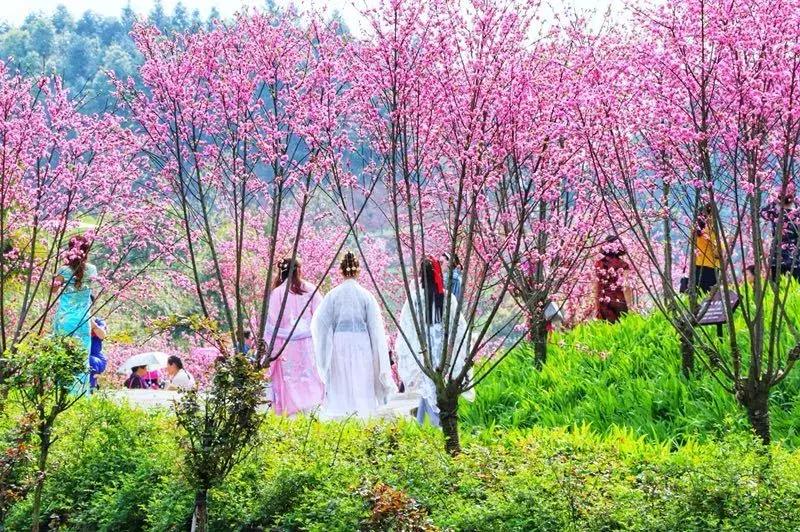 桃花源又见桃花开,盛景等君来,你若不来、花为谁开?