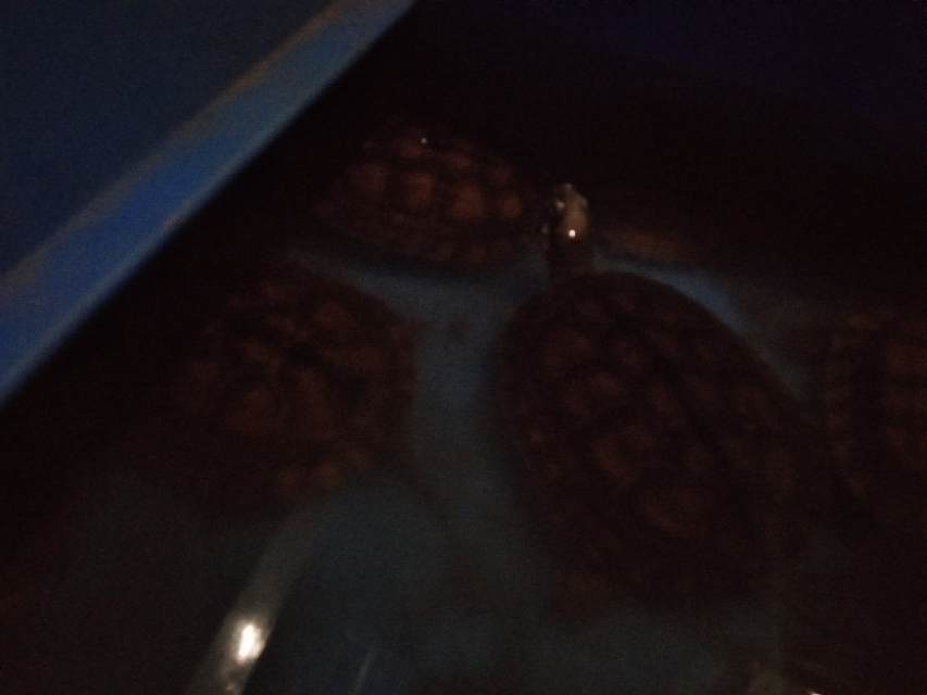 养的龟突然死了寓意什么,养龟老莫名其妙失踪