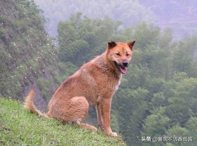 犬文化,犬类科普知识大全